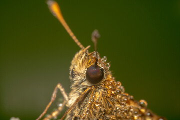 Close up shot of Small skipper with big eyes 