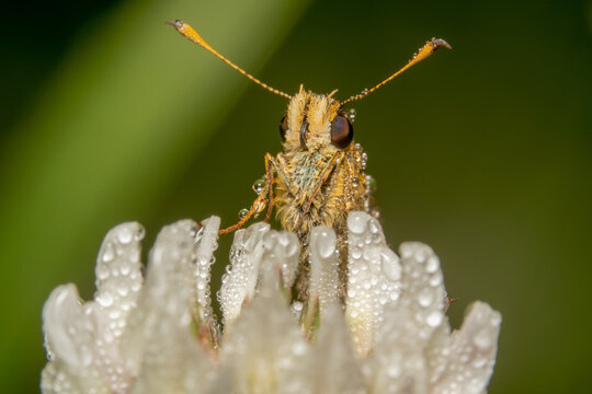 Small skipper, Scientific Name: Thymelicus sylvestris close up shot on a plan with water dew 