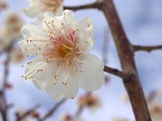Closeup beautiful white prunus mume flowers of sakura Japan, plum blossom trees in spring with sunshine and blurred background ,macro image 