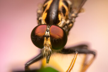 Close up shot of a robber fly with pink background
