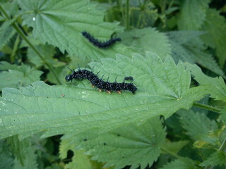 caterpillar on a leaf