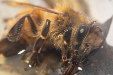 Tired honey bee drinking honey on a spoon