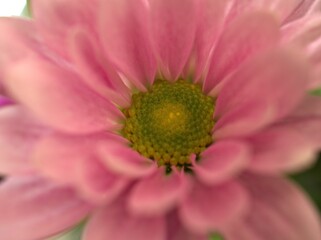 close up detail of a pink petals gerbera daisy flower with soft focus and blurred background ,macro image ,sweet color for card design