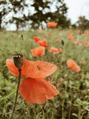 red poppy flower
