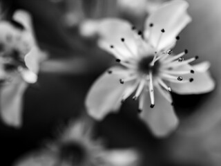 Blossom in black and white