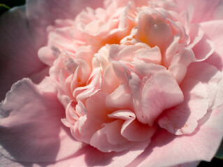 Close up of a camellia flower