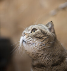 portrait of a Scottish fold cat with a striped coloring, the cat looks away with large round eyes, as if seeing something interesting and tempting against a brown wooden wall