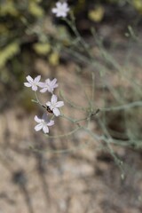 White and pink blooms opening on Small Wirelettuce, Stephanomeria Exigua, Asteraceae, native Herbaceous Annual in the margins of Twentynine Palms, Southern Mojave Desert, Springtime.