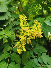 yellow flowers in the garden