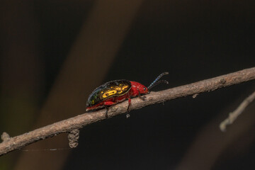 Willow flea beetle, Orange/Red Narrow neck beetle crawling on a branch of a plant