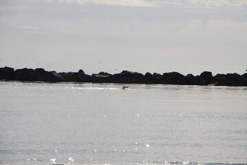 Naklejka premium sea ​​with swimmer in the morning