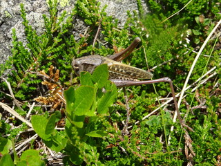Sauterlle