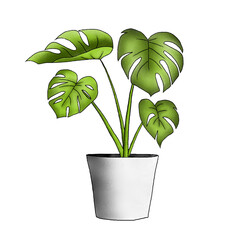 Tropical plant for decoration. Monstera Tree big leaves in white pot water color technique.