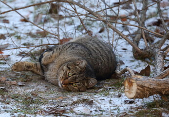Obraz premium Thick fluffy domestic cat lying on the ground thin snow by the felled tree 