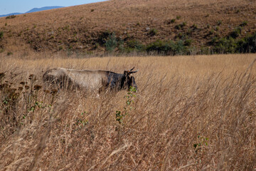 African Nguni cattle on a dirt road