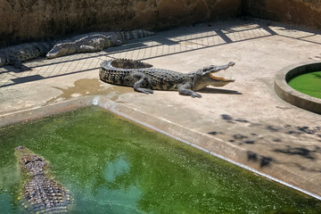 crocodile close-up. crocodiles in the sun on a crocodile farm. Vietnam