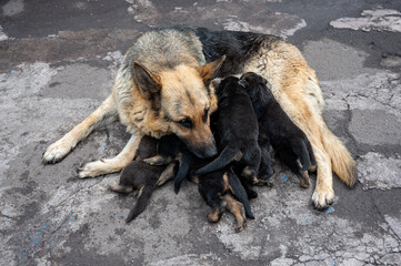 Dog female shepherd caring for little puppies