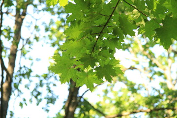 Fototapeta premium Green maple leaves in the forest