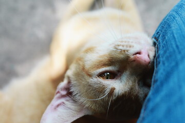 A close up of the cat's face (Thai cat breeds) showing love  Begging