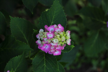ピンク色のアジサイの花
