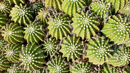 Fototapeta premium Green cactus background