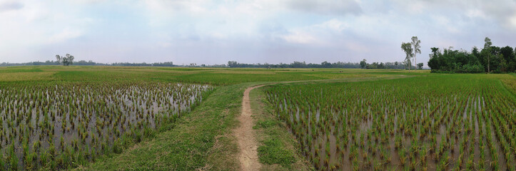 Fototapeta na wymiar crops field in Bangladseh