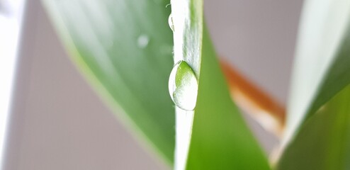 green grass with dew drops