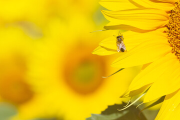 A bee harvests the nectar of a flowering yellow sunflower on a field