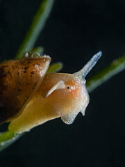 Pond snail, Eiförmige Schlammschnecke (Radix balthica)