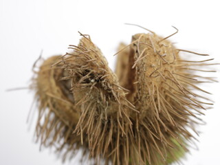 kasztan otwarty © Sylwester