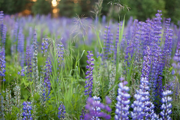 Obraz premium Lupinus, lupin, lupine field with pink purple and blue flowers. Bunch of lupines summer flower background.