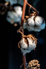 Bunch of Cotton Flowers