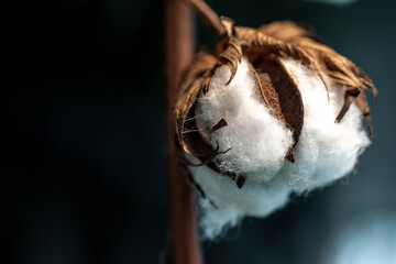 Cotton Flowers Close up