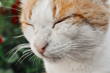 portrait of a red and white cat