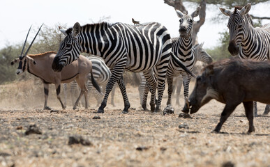 A heard of Zebra (Equus quagga) in the later afternoon near a waterhole, Kenya.