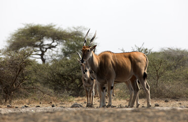Naklejka na ściany i meble A Giant Eland (Taurotragus derbianus) antelope in Kenya.