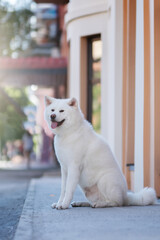 White Akita Inu Dog