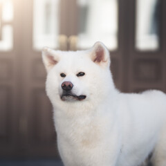 White Akita Inu Dog