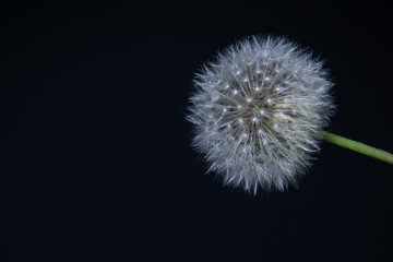 fluffy white dandelion on a black background