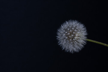 
fluffy white dandelion on a black background