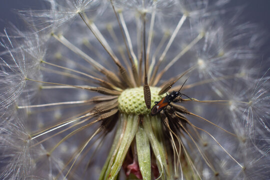 insect bug on a fluffy white dandelion close-up