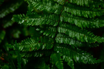 Fern leaves in a wood