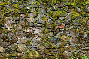 Stony wall overgrown with bryophyte and small plants. Texture of old ancient wall made of big rocks. Rocky wall grown-over with moss