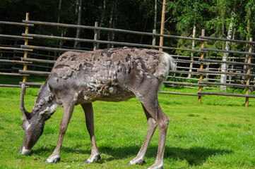 Naklejka na ściany i meble Molting female reindeer with velvet antlers eating grass near wood log fence at Scandinavian farm in summer