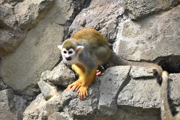 コモンリスザル