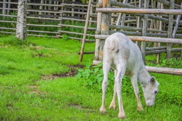 Obraz na płótnie Canvas White baby calf eating grass near old wood log fence in summer