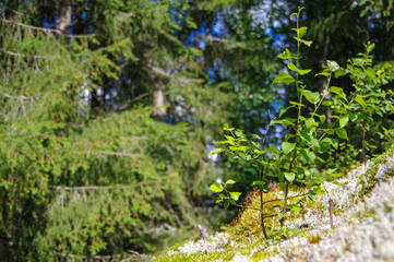 Small plant growing on old log cabin roof with mosses and lichen in summer finland forest