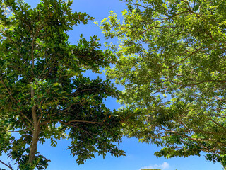 緑の木、葉っぱ、グリーンと青空背景画像
