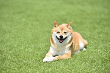 おすましポーズの柴犬