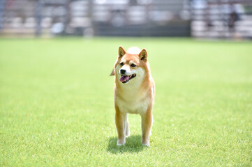 おすましポーズの柴犬